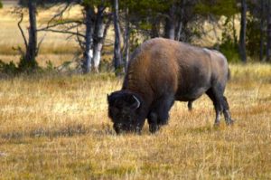 Bison grazing