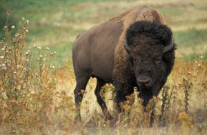 bison-60592_1920