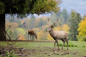 buck and doe grazing under a tree near the mountains